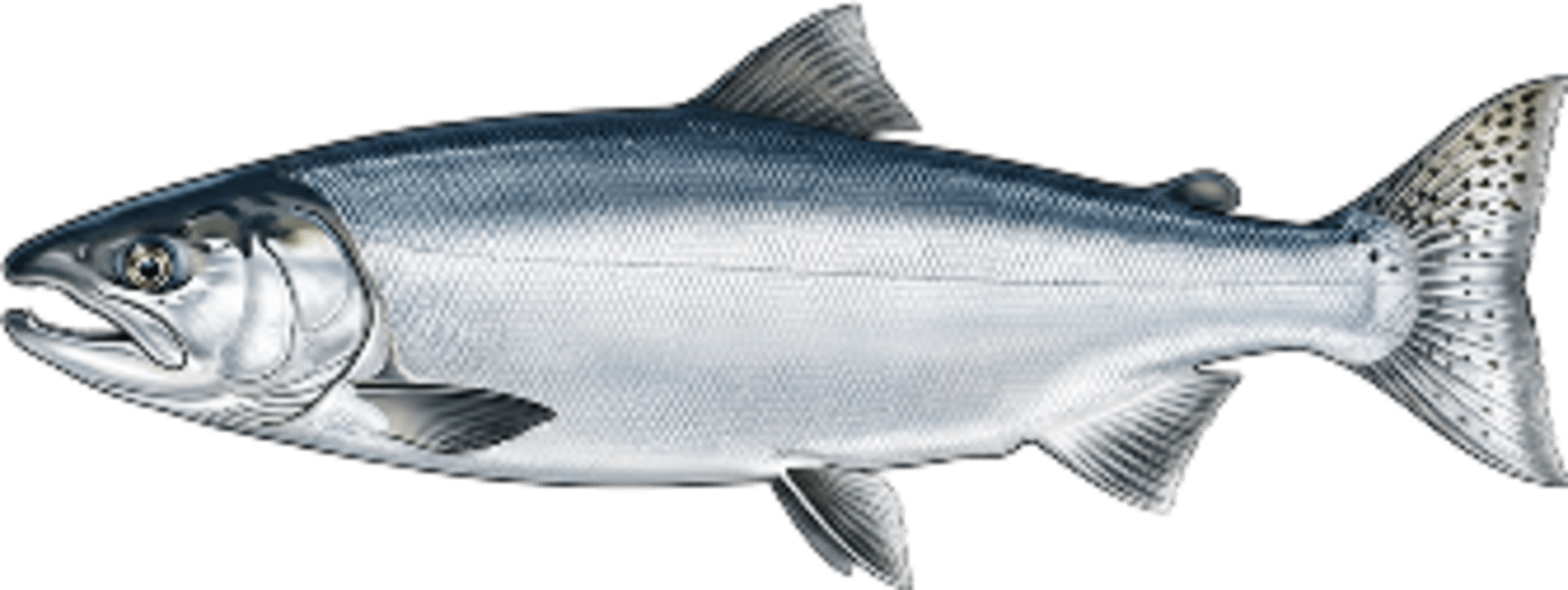 Coho salmon