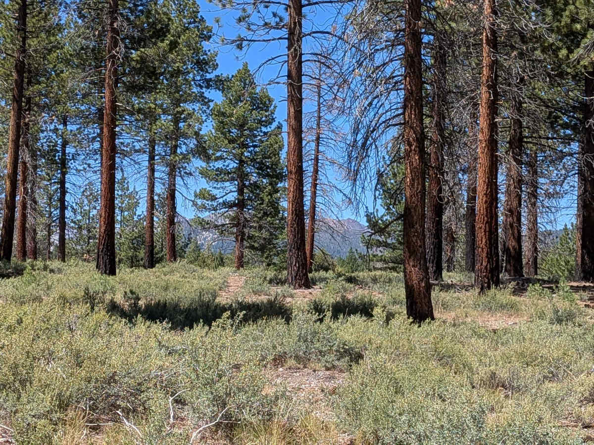 Forest Service Road 2S40 photo 6