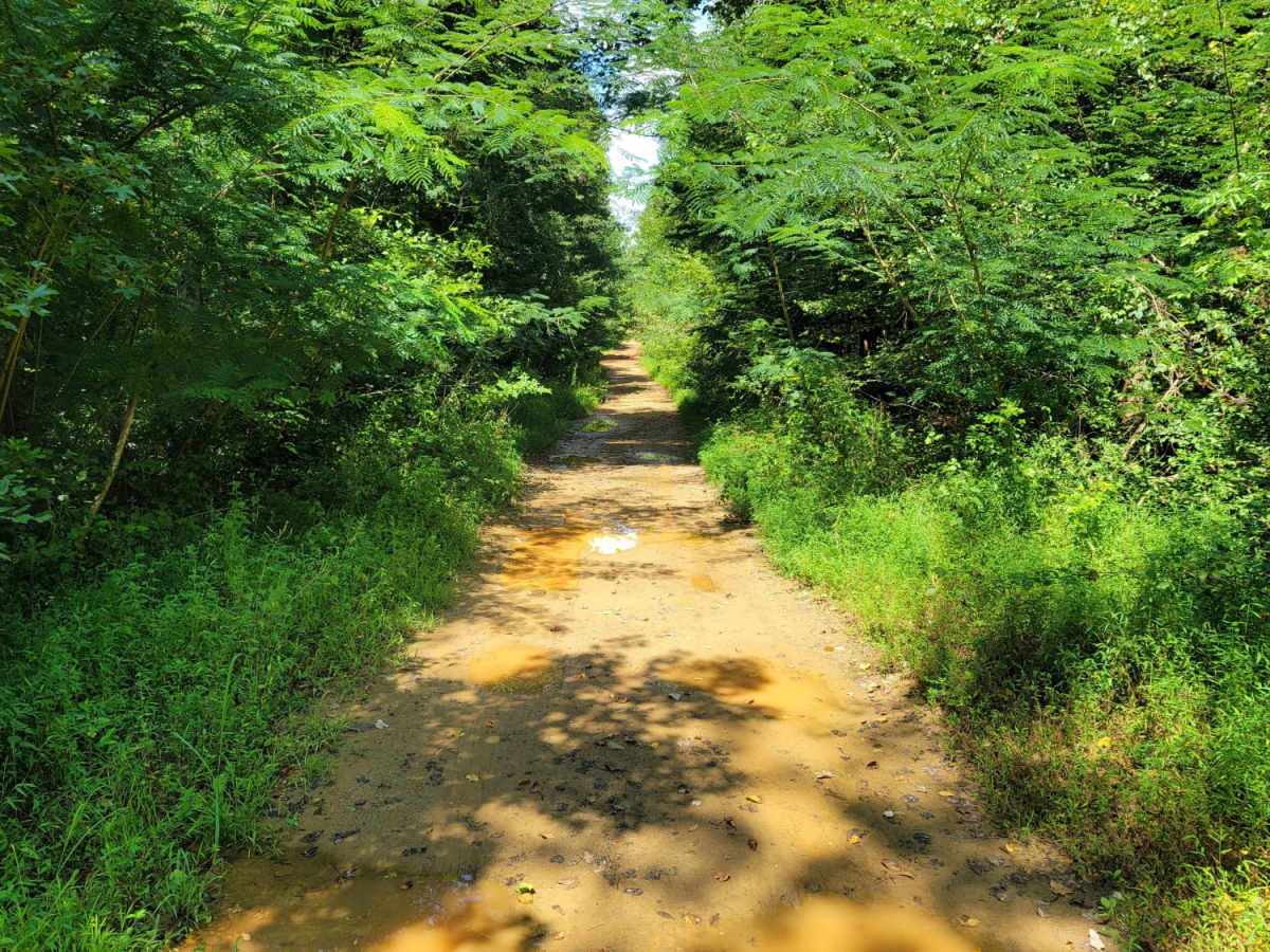 USFSR #591 Goldmine photo 2