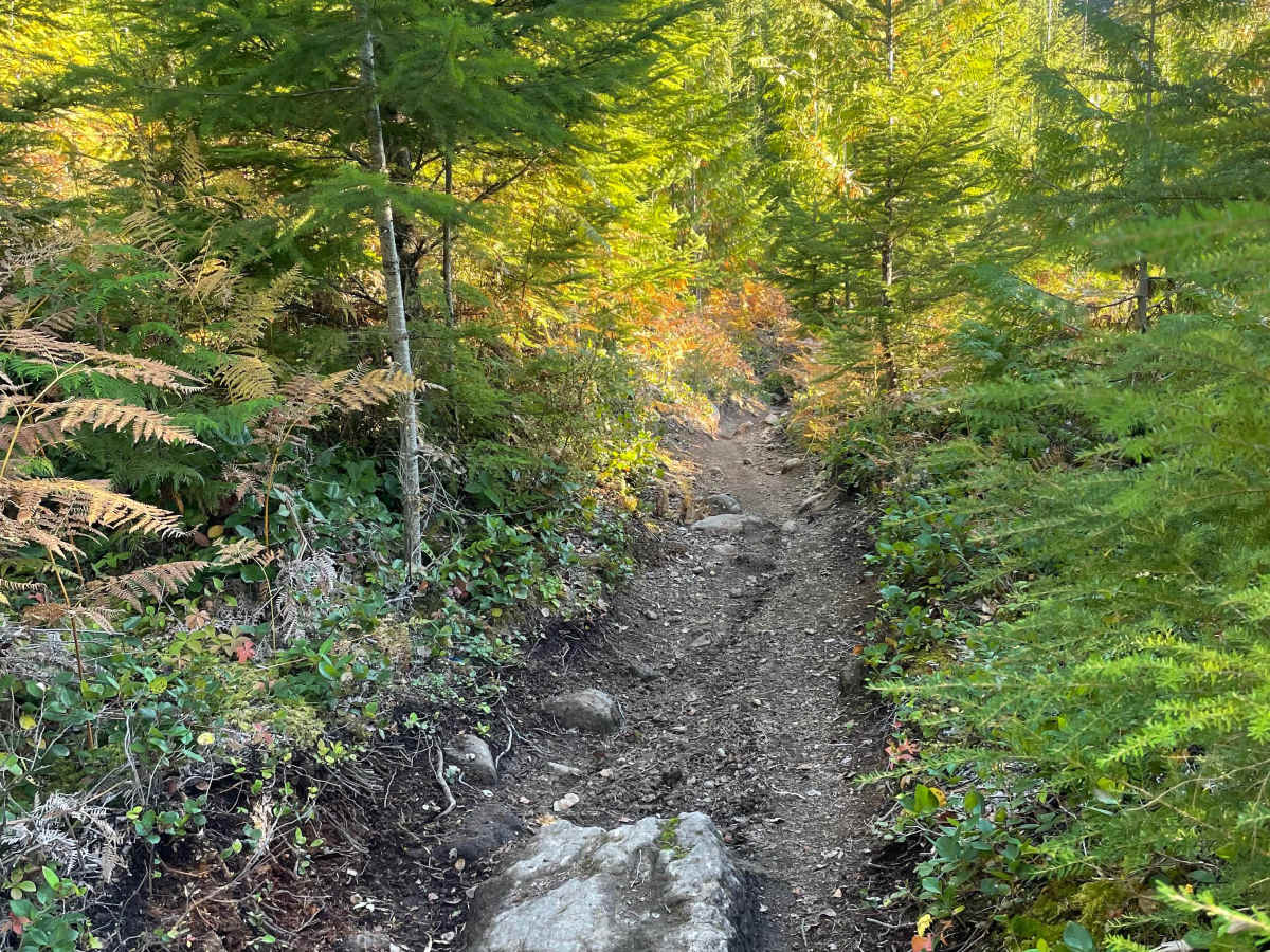 Deep Woods photo 2