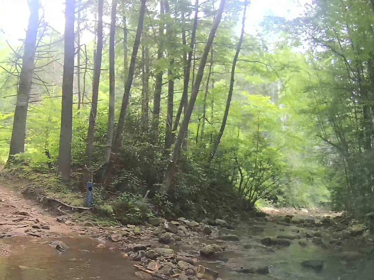 Martins Fork Trail photo 6