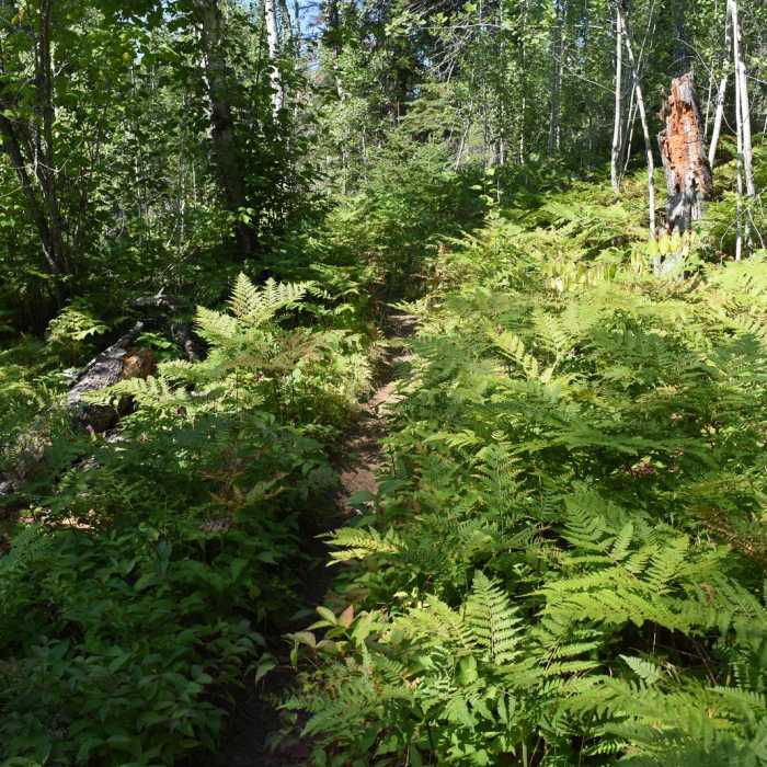 Near Lookout Mountain Loop Near Lookout Mountain Loop