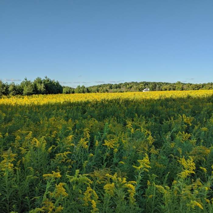 Near Ice Age Trail: Loew Lake Segment