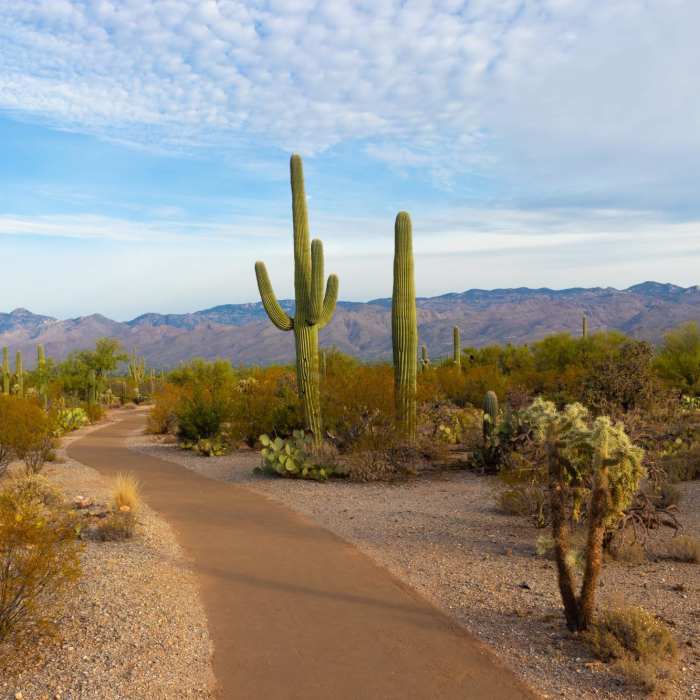 Near Javelina West Wash Trail