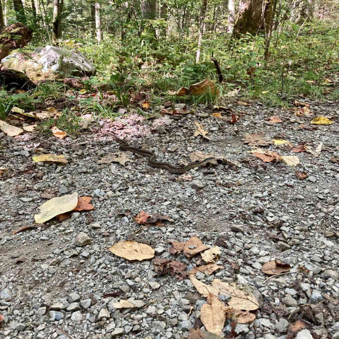 Near Cosby Nature Trail Near Cosby Nature Trail