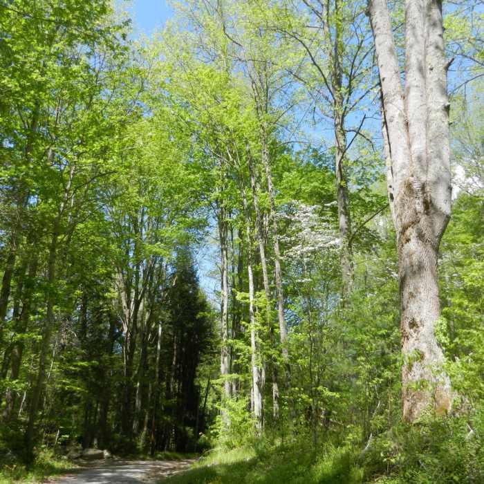 Jakes Creek Trail - gravel road. Flowering trees during the springtime. Near Jakes Creek AT Loop