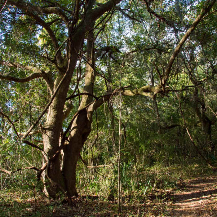 Near The Palmetto Trail: Awendaw Passage