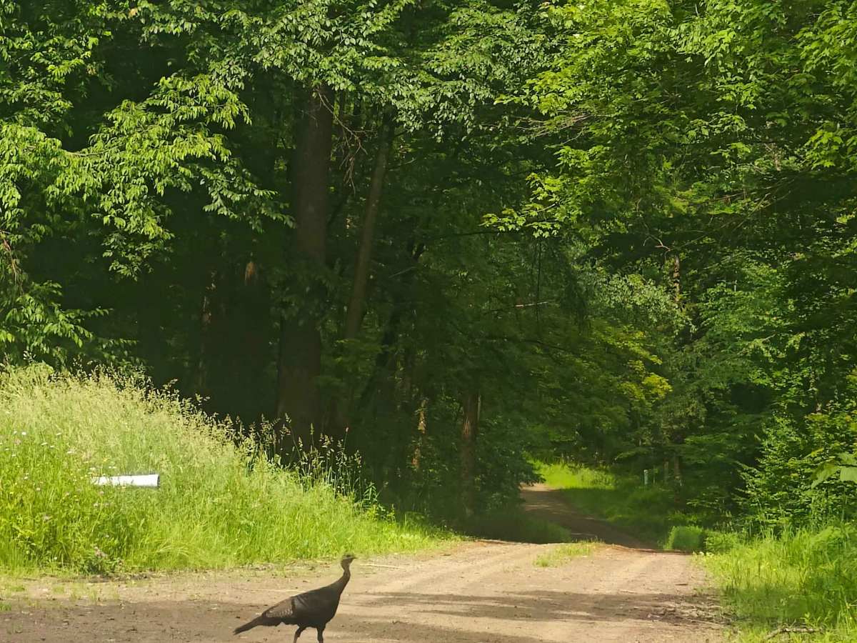 Boatroad Run - FSR 252 trail photo
