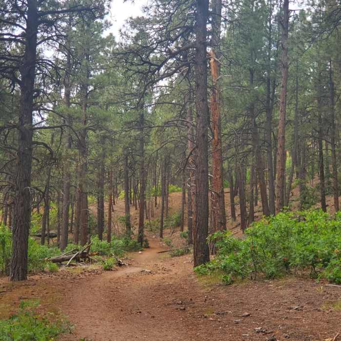 Ponderosa forest typical of this section of Church Camp trail. Near Church Camp