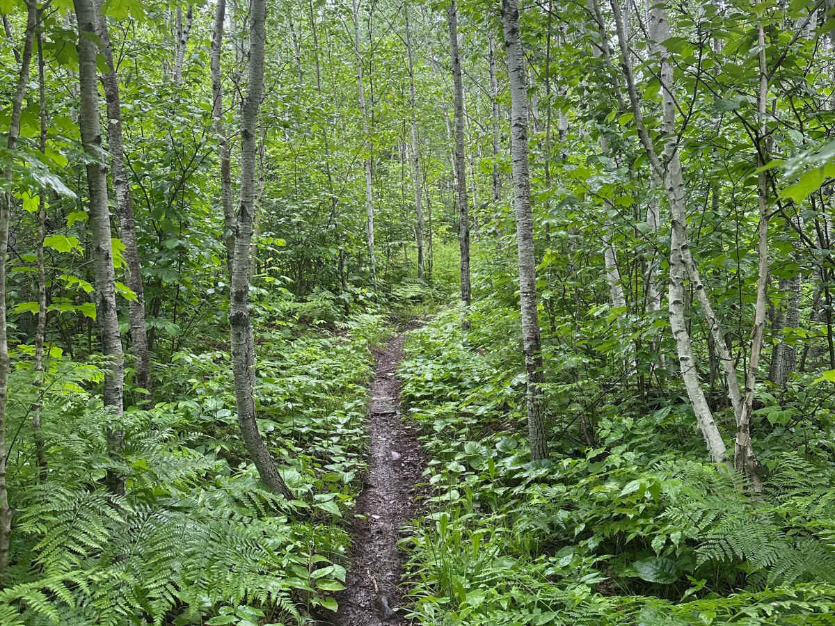 Alger Grade - Trail 9 photo 4