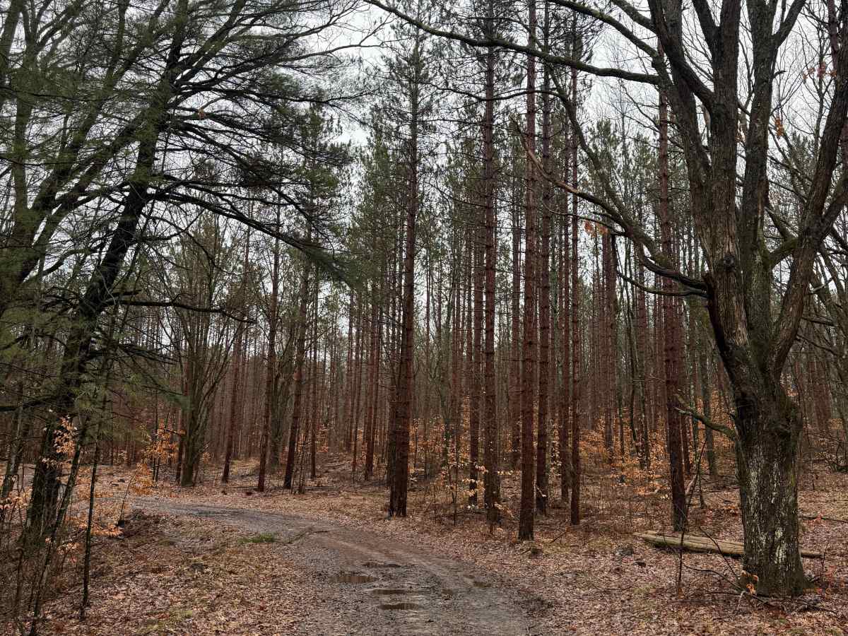NFS 6079 photo 6
