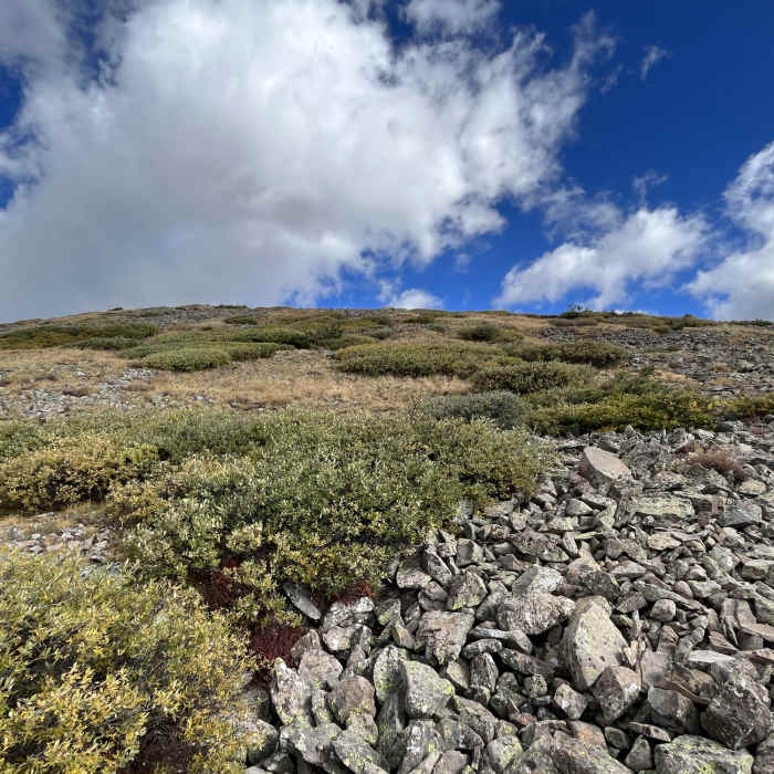 Near 4 Baldy Peak Bonanza