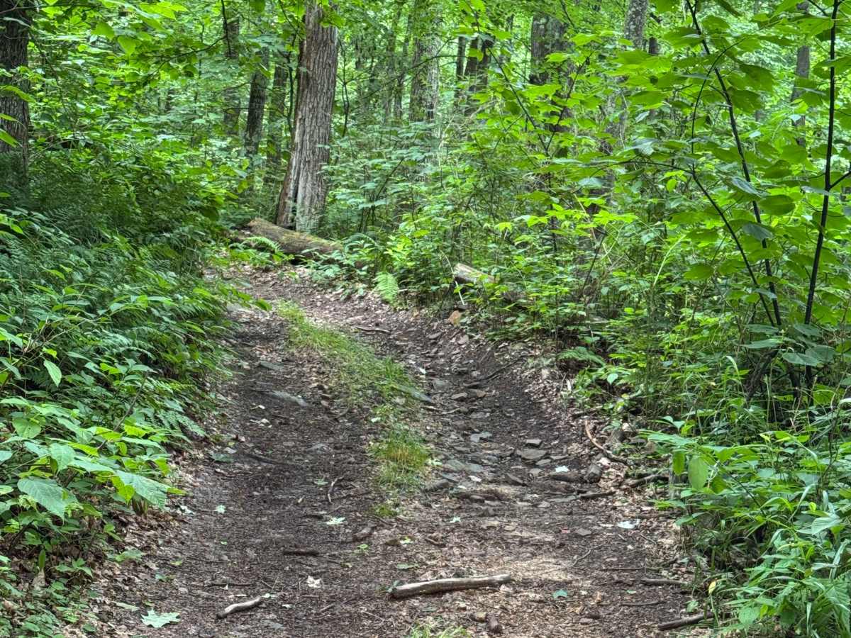 Trail 30 photo 4