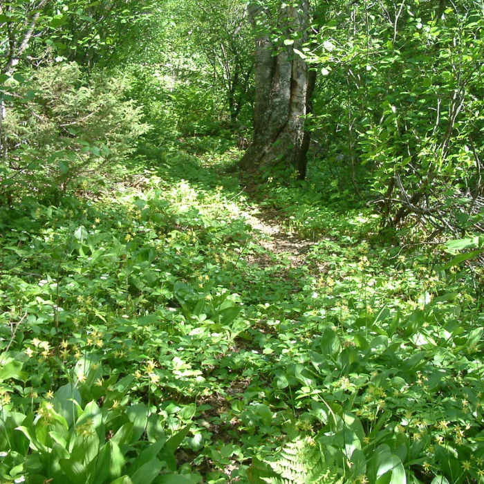E2 trail in summer accessed by a good connecting trail branching off Chaulk's Run. Near Snowshoe Route #2