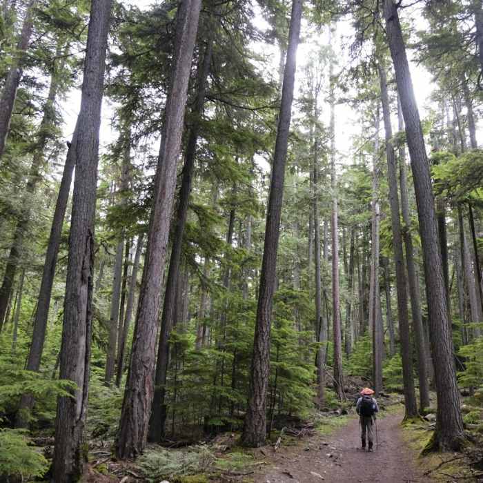 Near Mount Brown Lookout