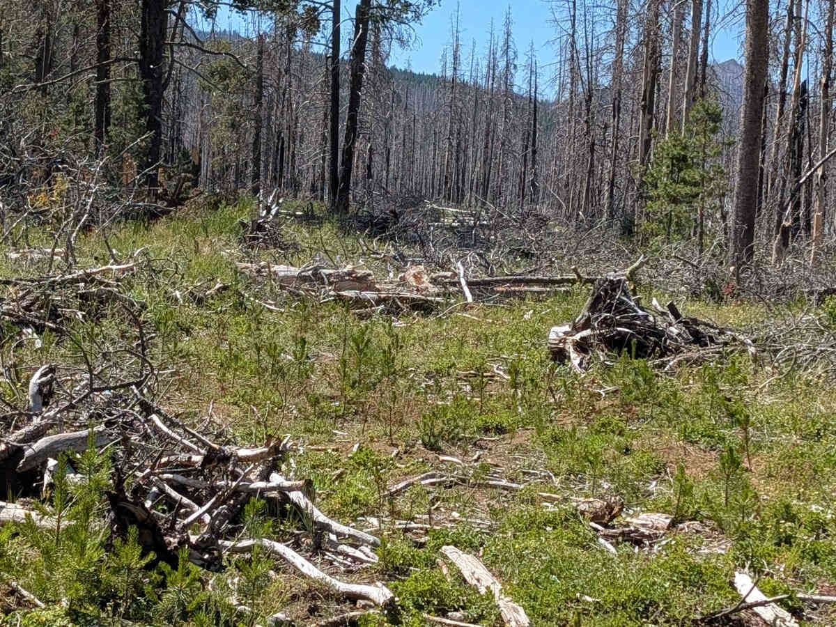 Horse Spur A - FS 44N08A photo 6