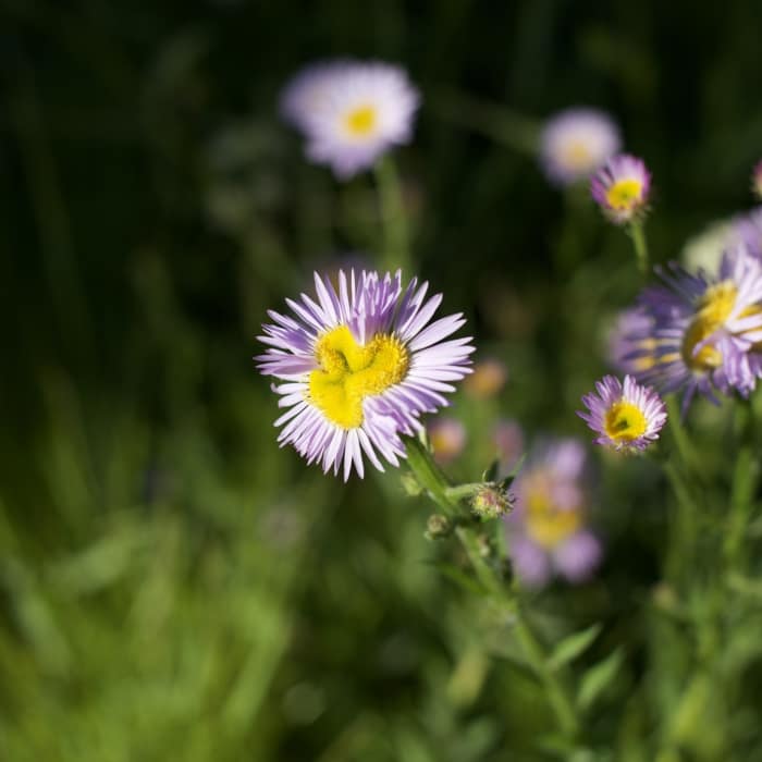 Near Tioga Pass to North Dome Trail