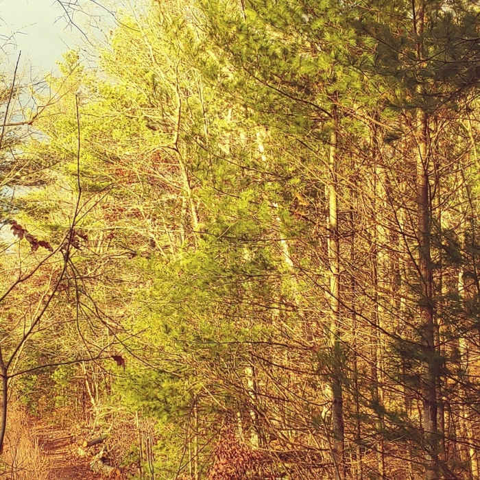 Near Rocky Narrows Loop