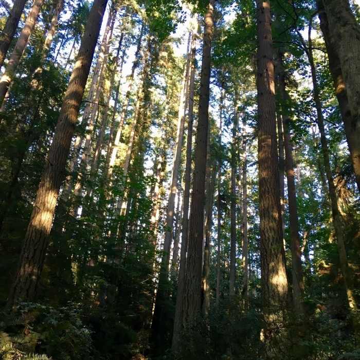 Evergreens on the trail. Near Meadowdale Beach Trail