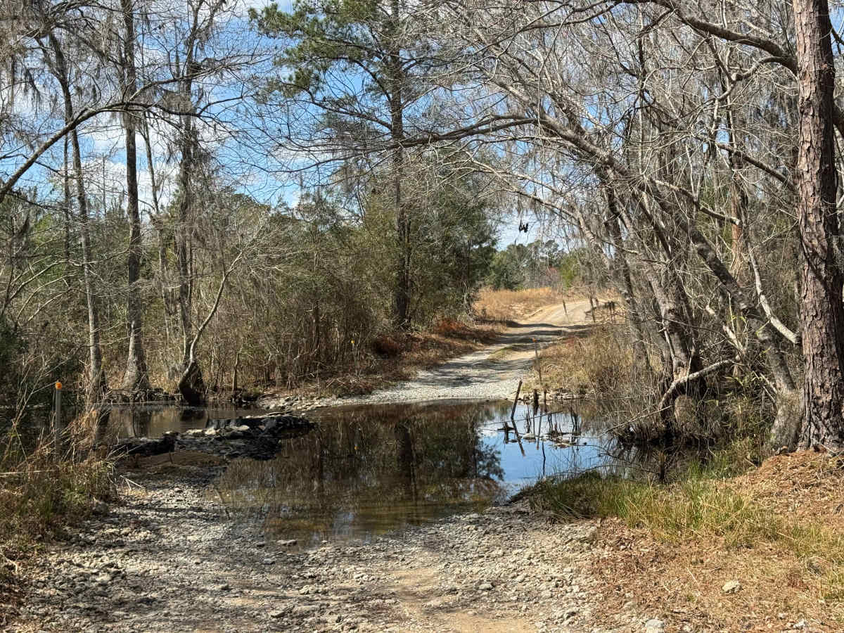Logging Road photo 4