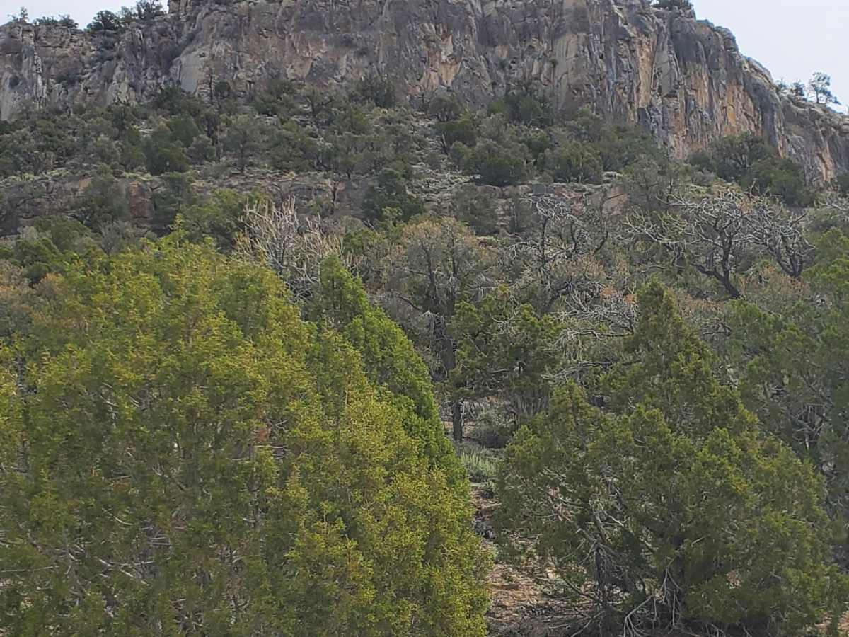 Comet Mine Road photo 6