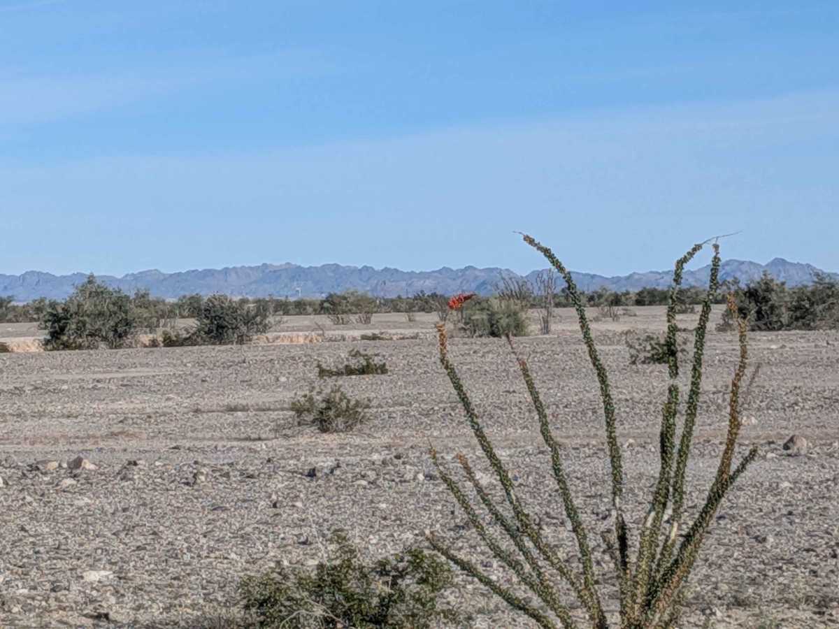 BLM 801 photo 5