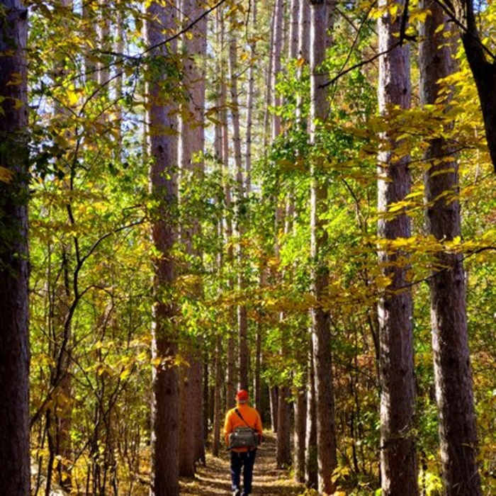 Staring on the loop under fall color. Near River View Trail (Osceola Loop)