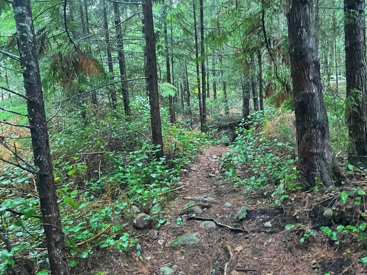 Car in the Woods trail photo