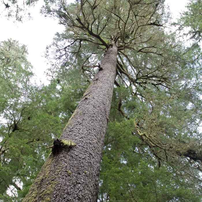 Near Giant Spruce Trail