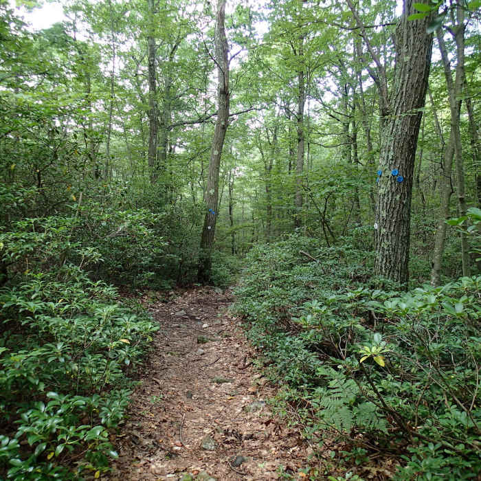 Junction of Wiccopee Trail and School Mountain Road Trail. Near School Mountain Road Trail