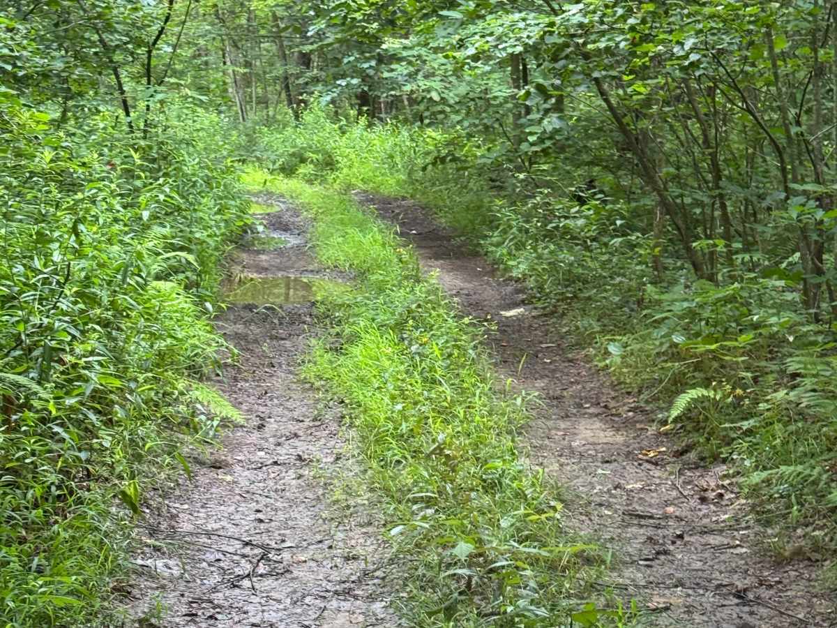 Trail 5 photo 3