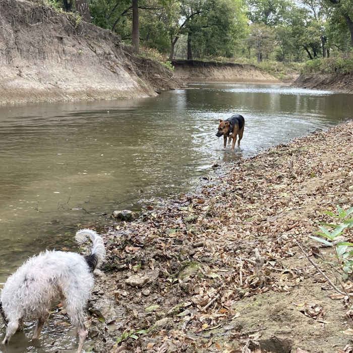 Near Great Blue Heron Loop