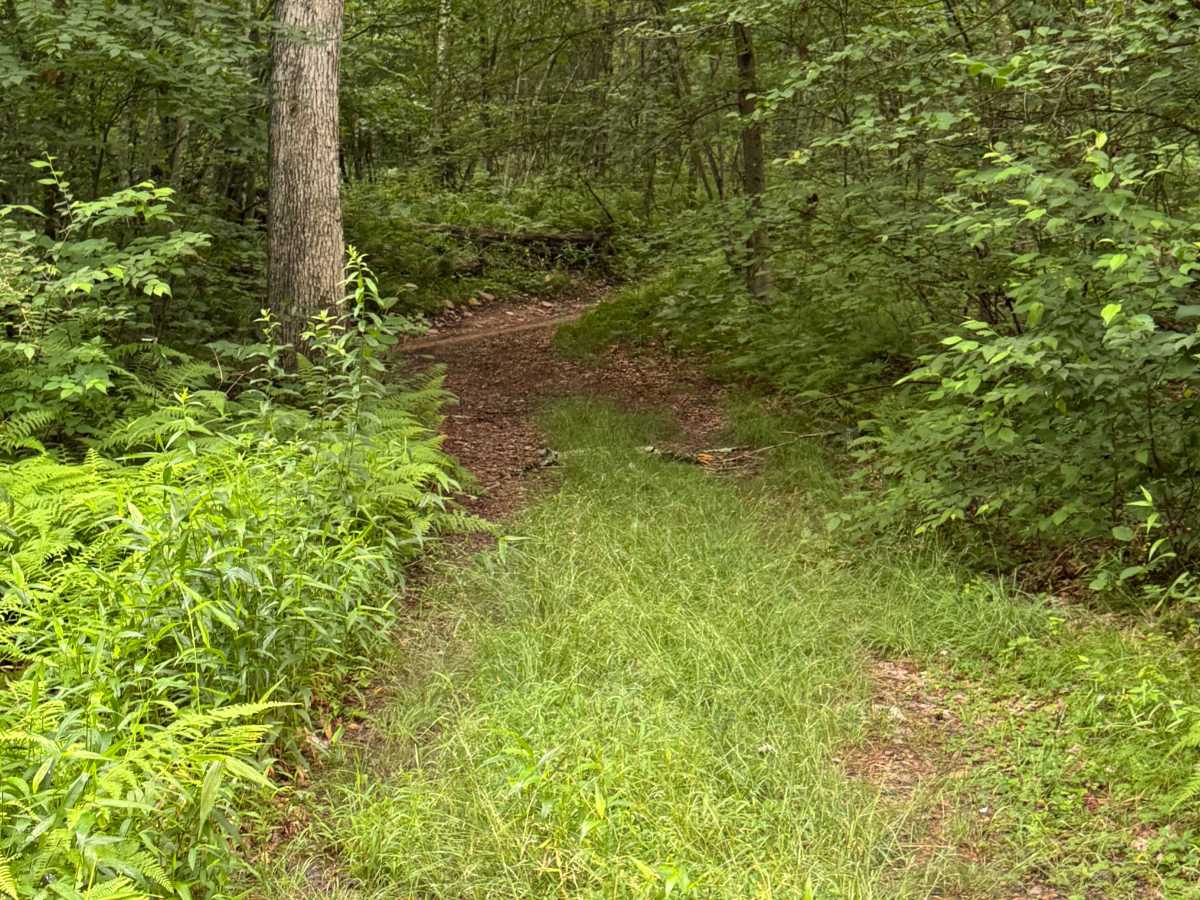 Trail 6 photo 5