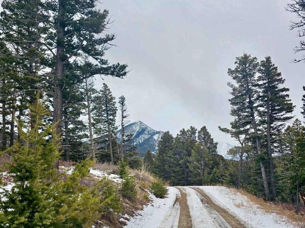 Livingston Peak Road photo 6