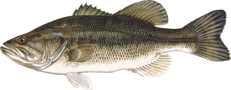Largemouth bass