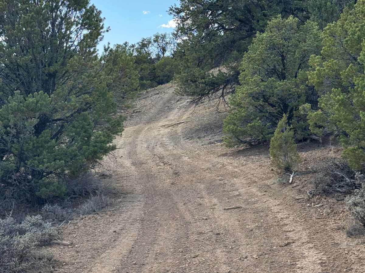 BLM 8453F photo 2
