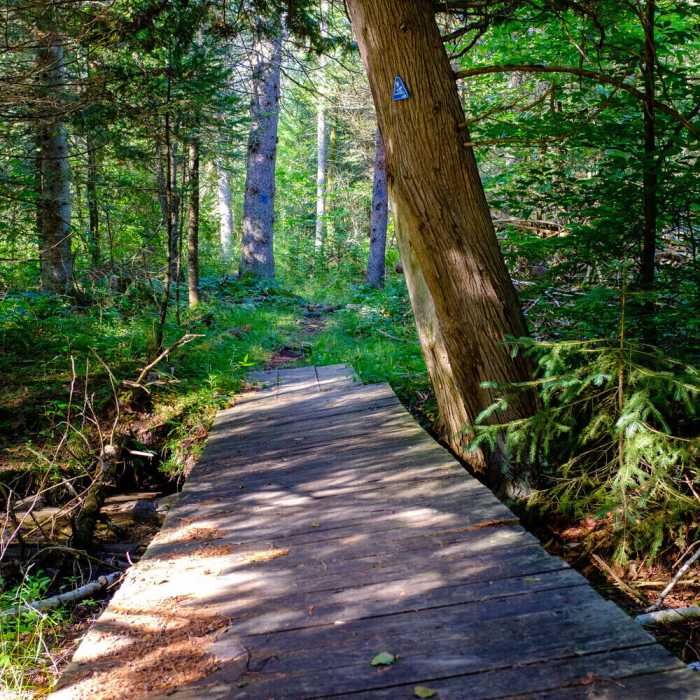 The camera's horizon is level - believe it or not! Near Shingle Mill Pathway Loop