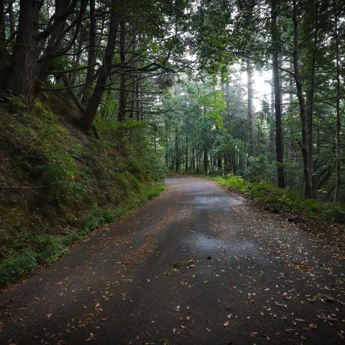 Near Fern Trail Near Fern Trail