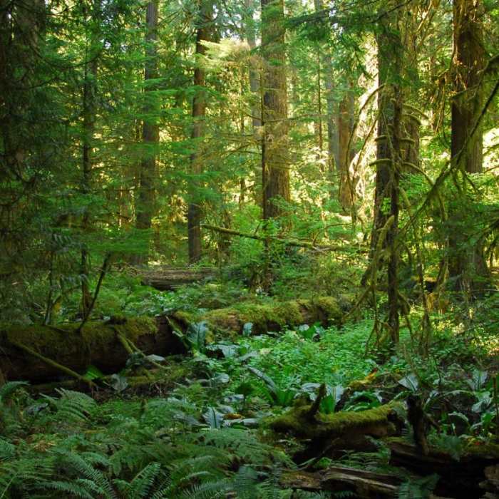 Near Alder Flats Hike + Campsites