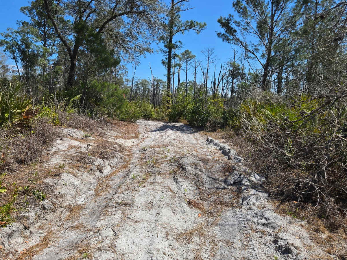 Etoniah Creek Overlook Trail photo 2