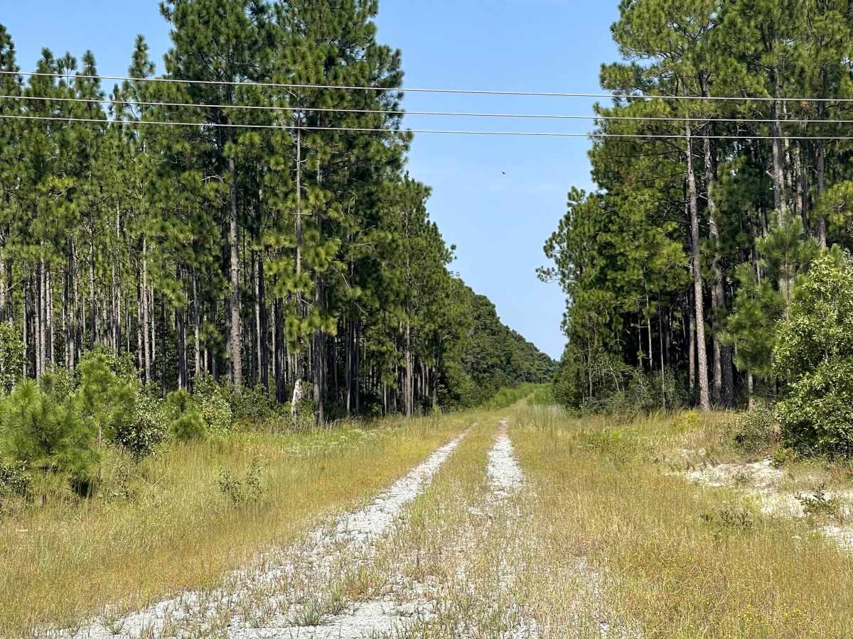 Lonesome Pine photo 5