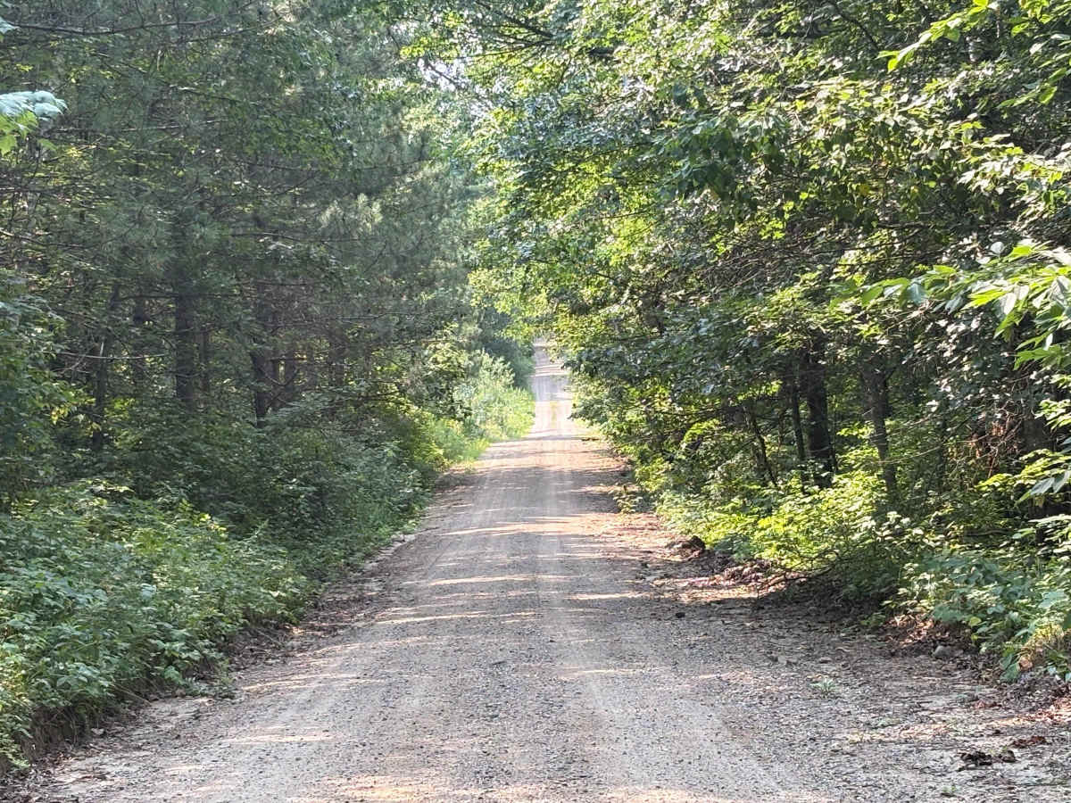 North Two Inlets Forest Road photo 6