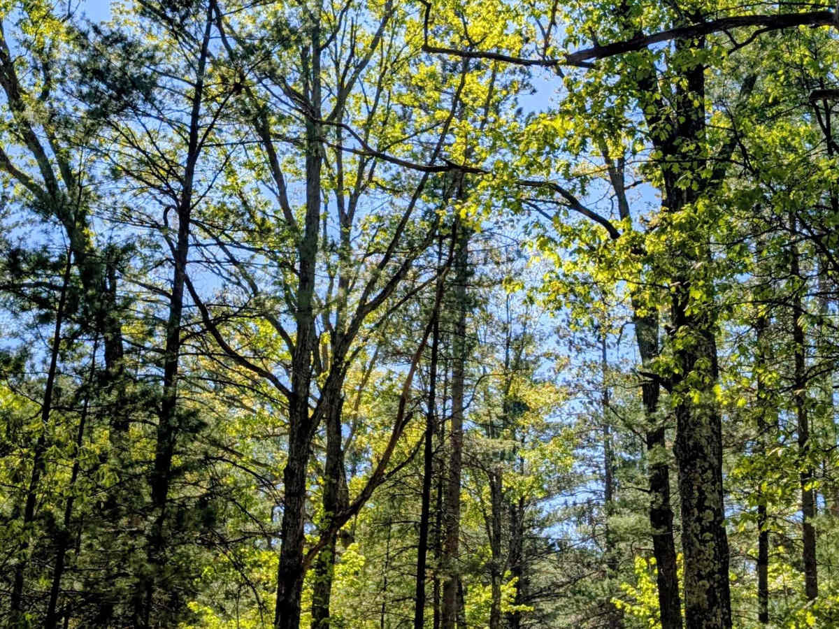 North Missaukee Route (Section 1) photo 4