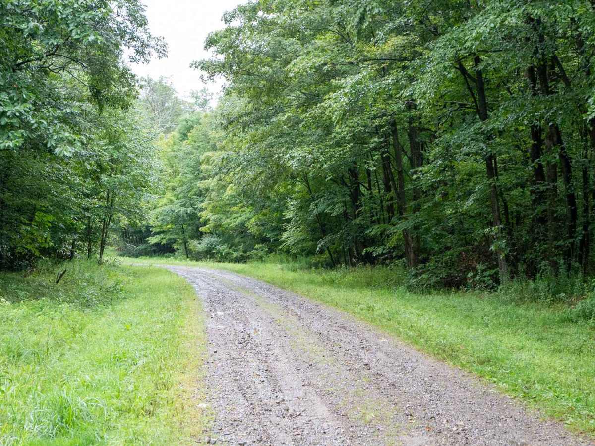  Salamanca Forest Road photo 5