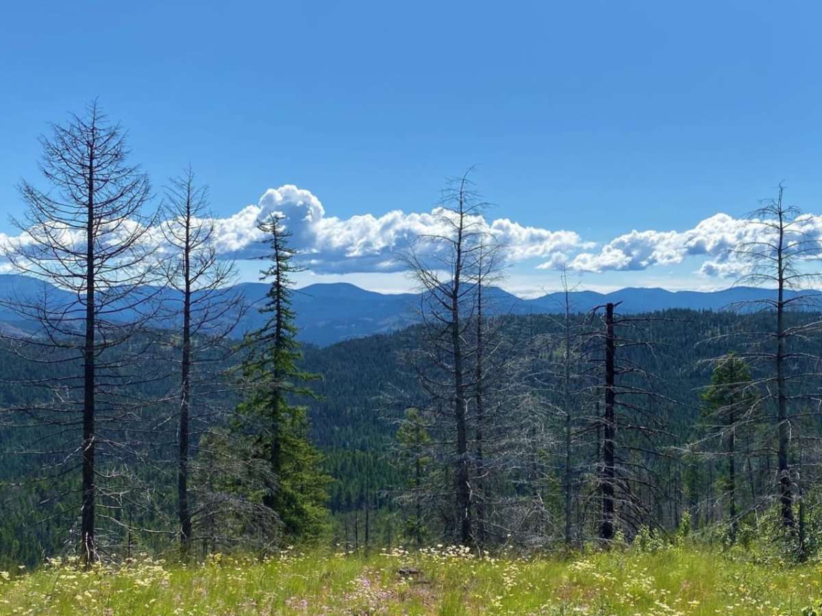 Sheep Mtn photo 6