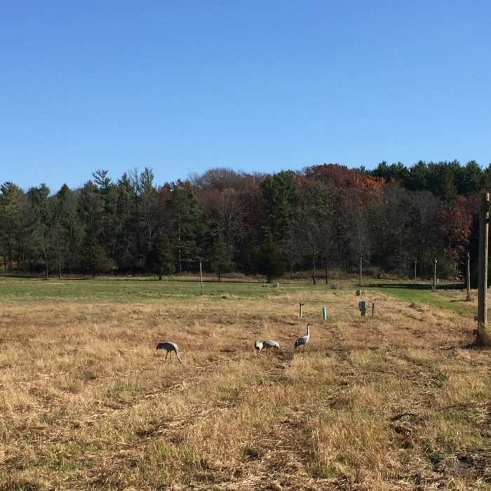 Cranes enjoying the day! Near Ice Age Trail: Lapham Peak Evergreen Grove to Hwy 18
