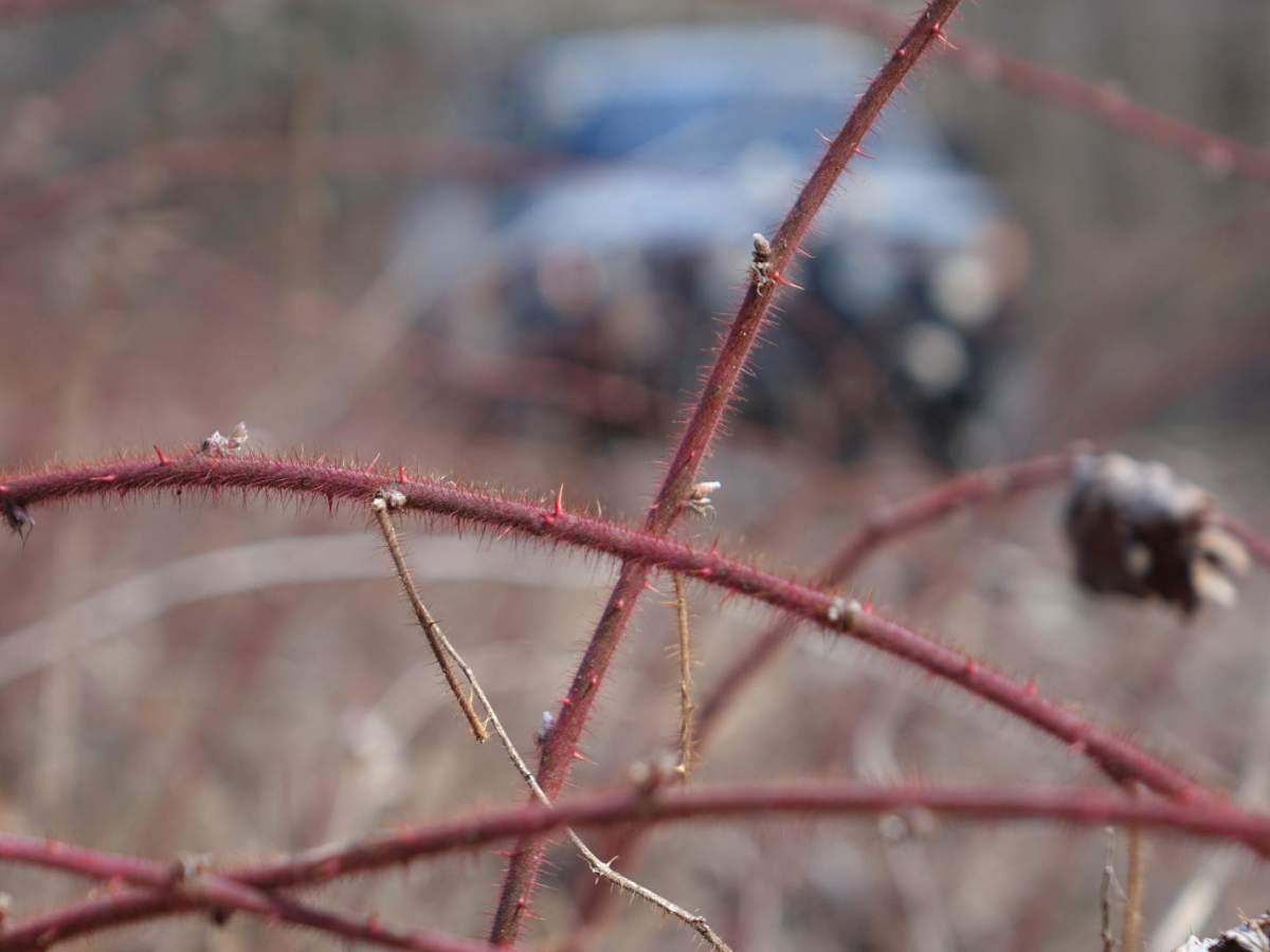 Mossy Springs photo 5