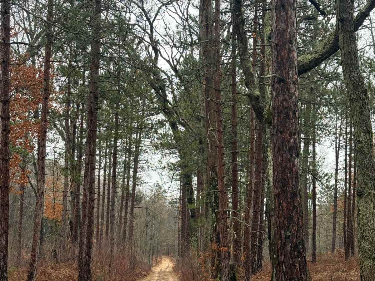 FS 6570 trail photo