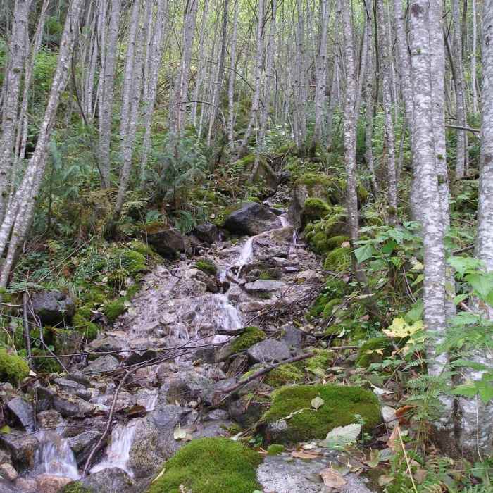 Near Iron Goat Trail