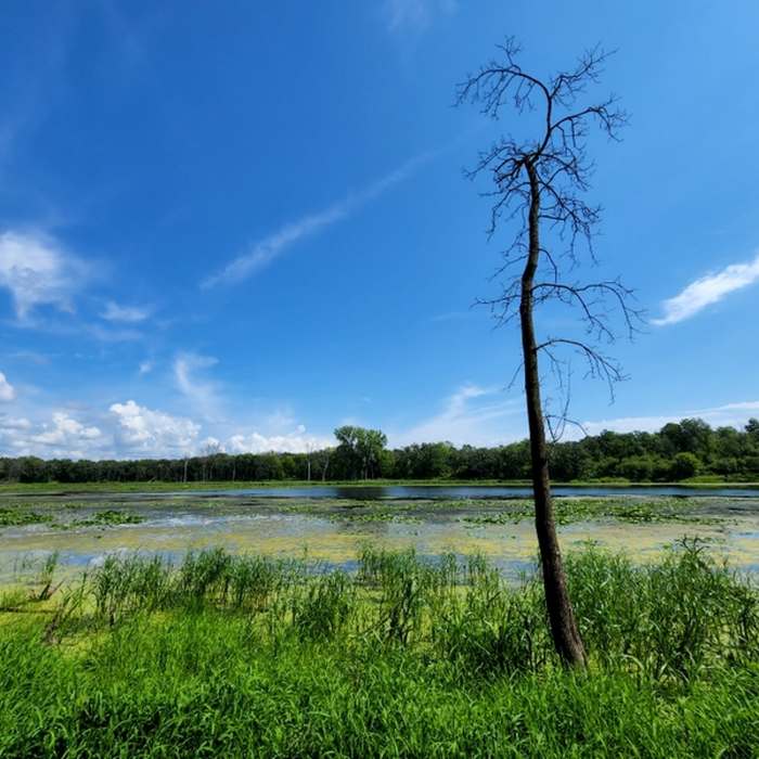 Johnson Slough. Near Louisville Swamp Loop